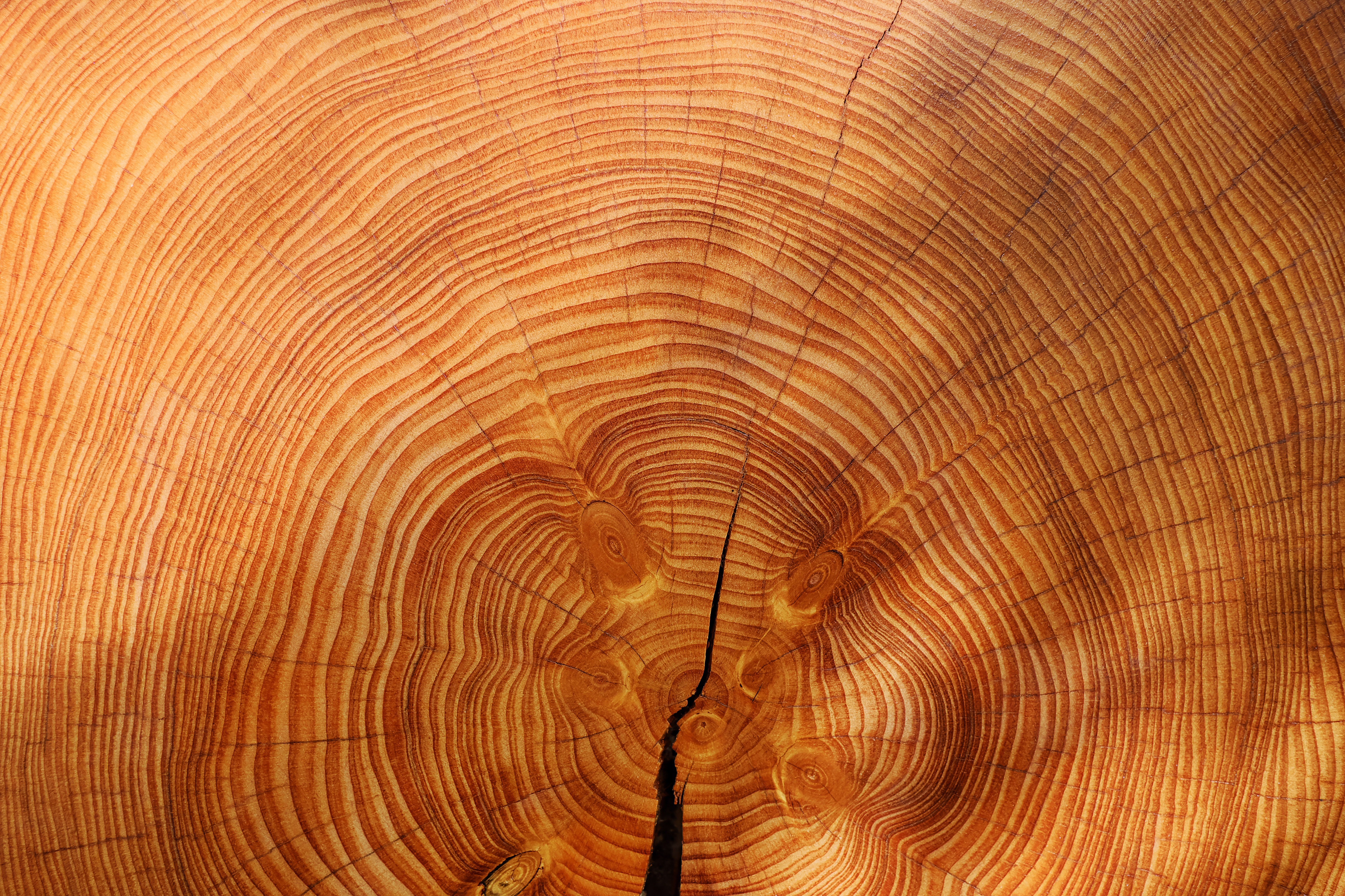 Срез ели. Годичные кольца древесины Секвойя. Граб срез дерева. Граб текстура древесины. Секвойя древесина текстура.