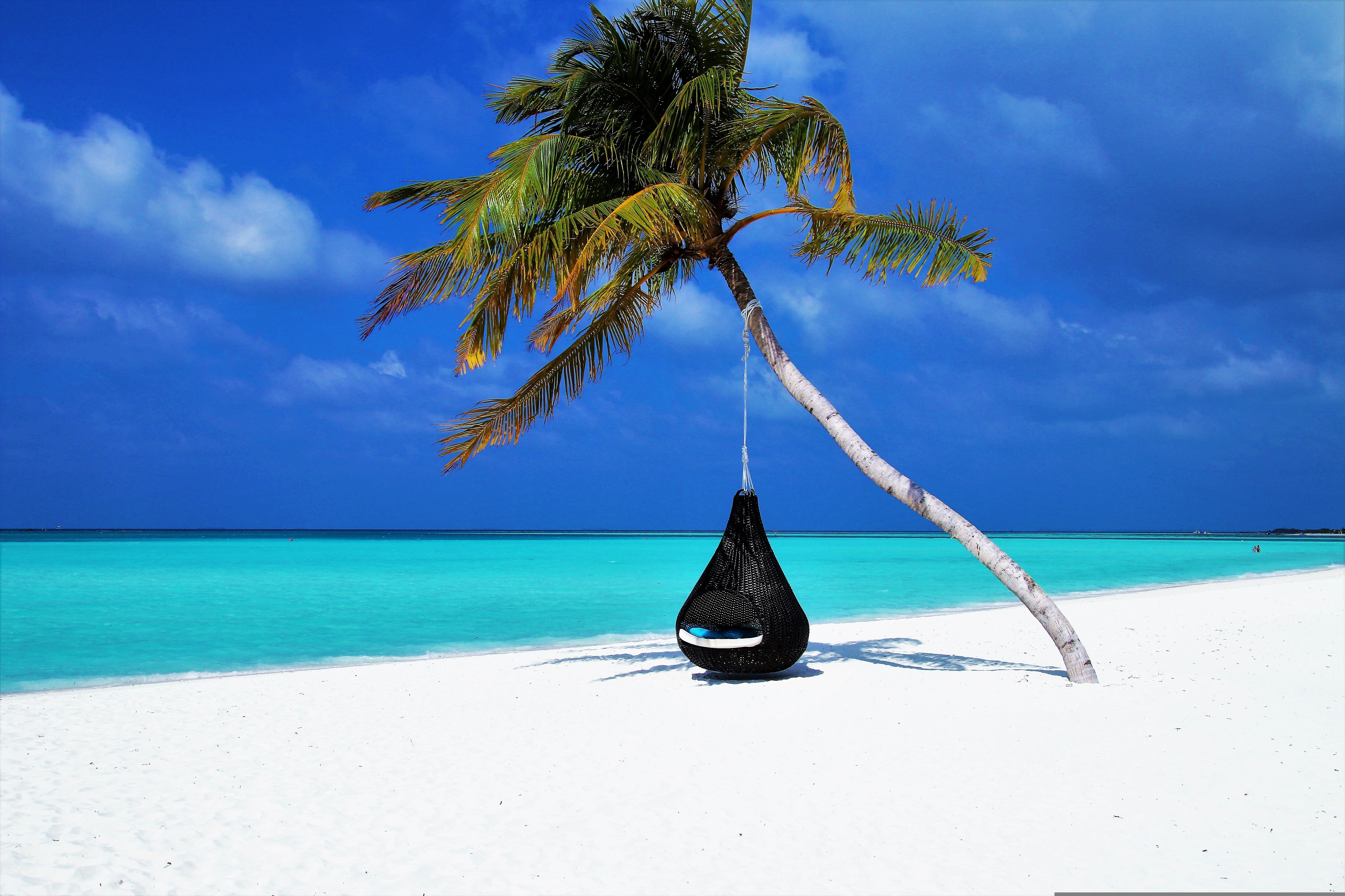 Zastaki.com - Черное подвесное кресло на пальме на тропическом пляже