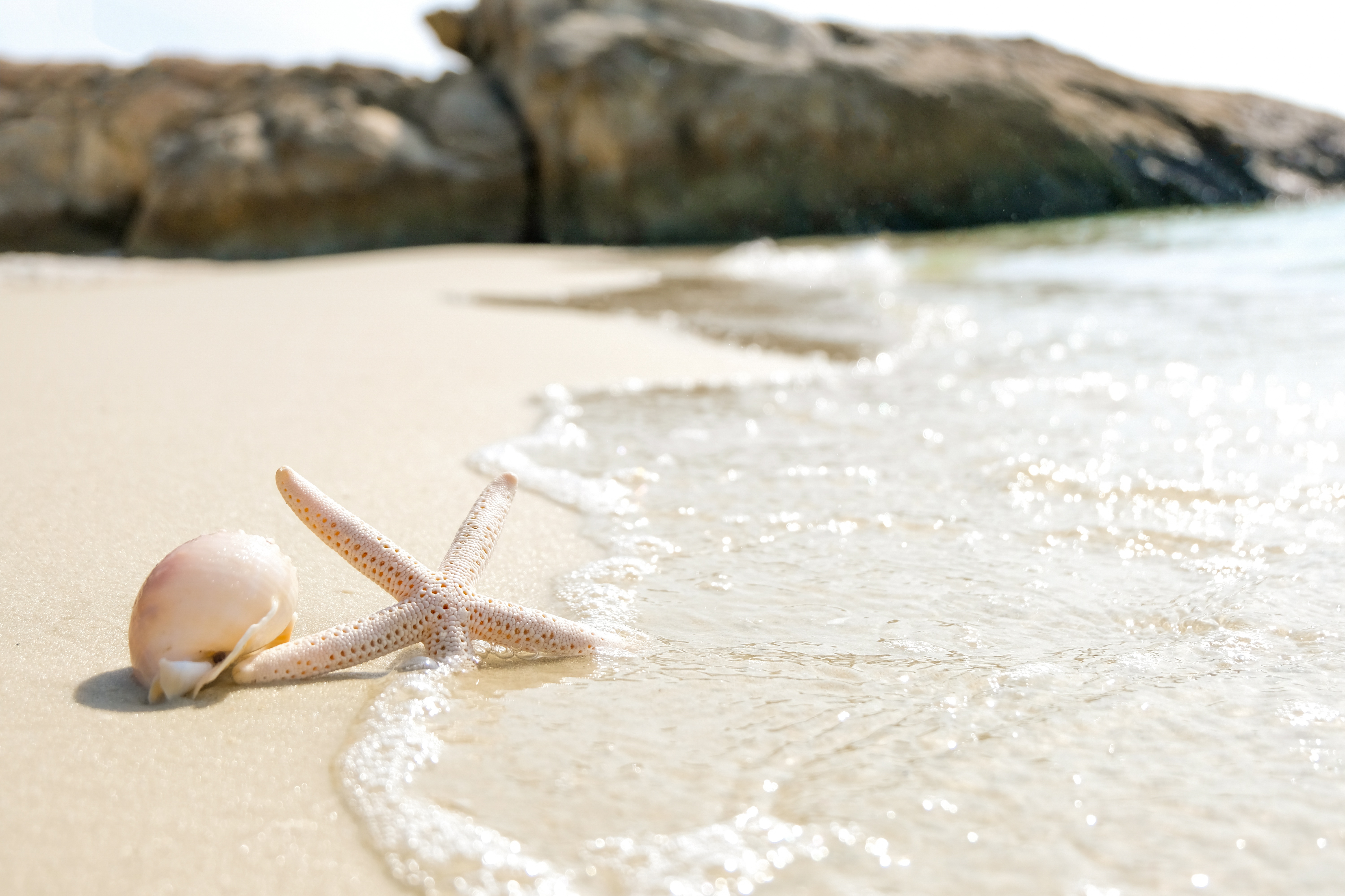 Zastaki.com - Ракушка и морская звезда на теплом песке у моря