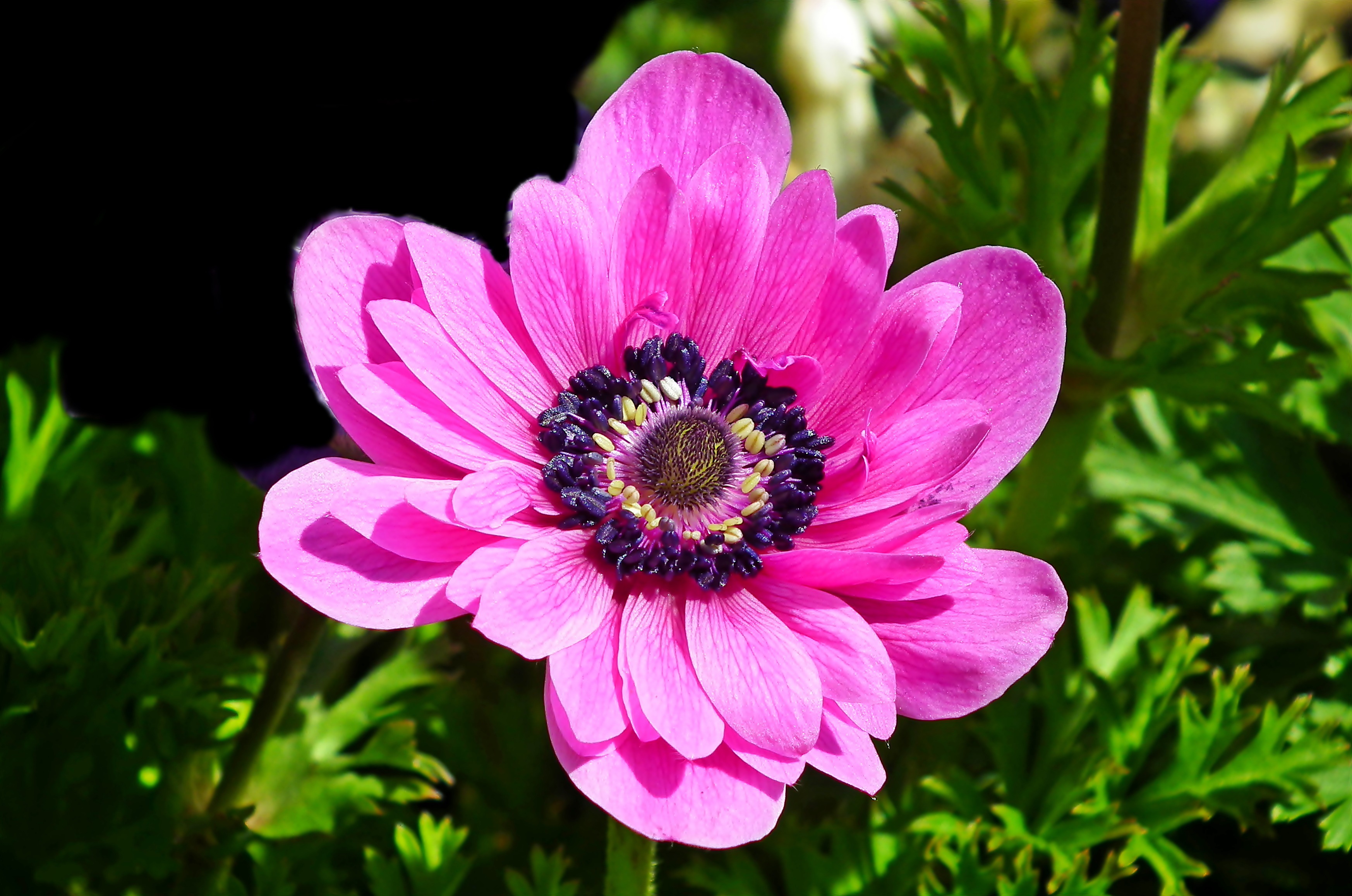 Анемона цветок фото и описание. Анемона махровая Адмирал. Анемоны морские. Анемон розовый.