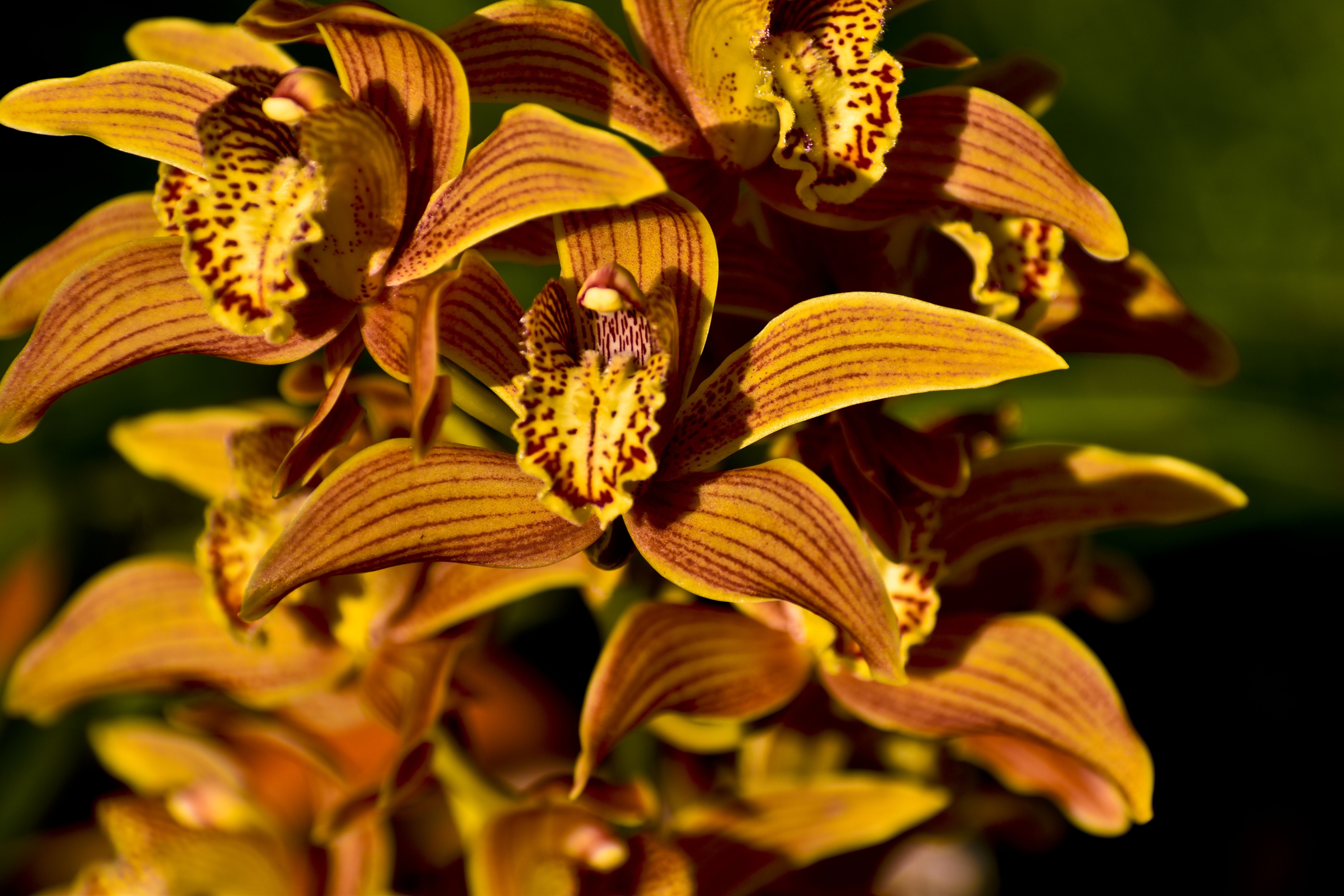 Цимбидиум тигровая Орхидея. Орхидея Цимбидиум желтая. Коричневая Орхидея. Желтая Орхидея с прожилками. Орхидеи нельзя держать дома