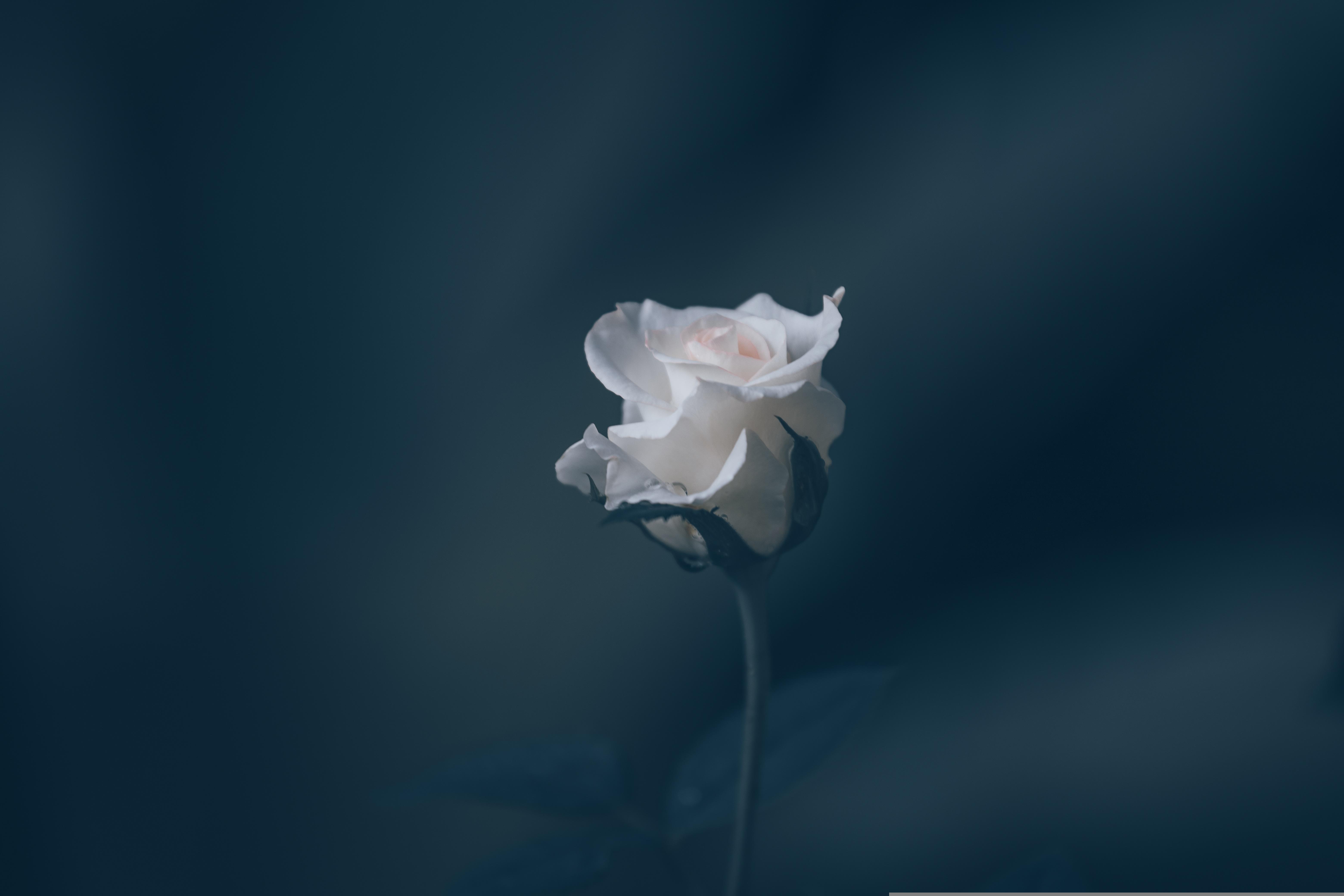 Белые розы картинки красивые