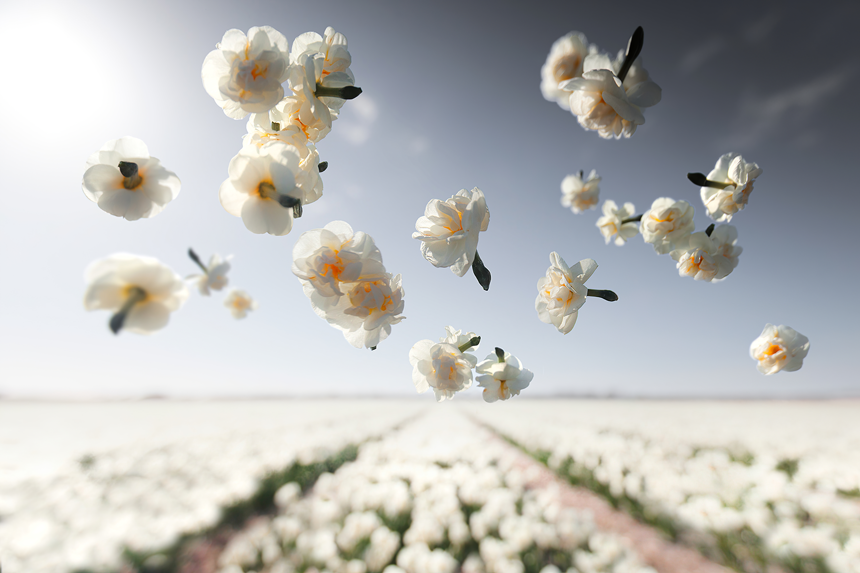 Zastaki.com - Белые цветы нарцисса летят над полем