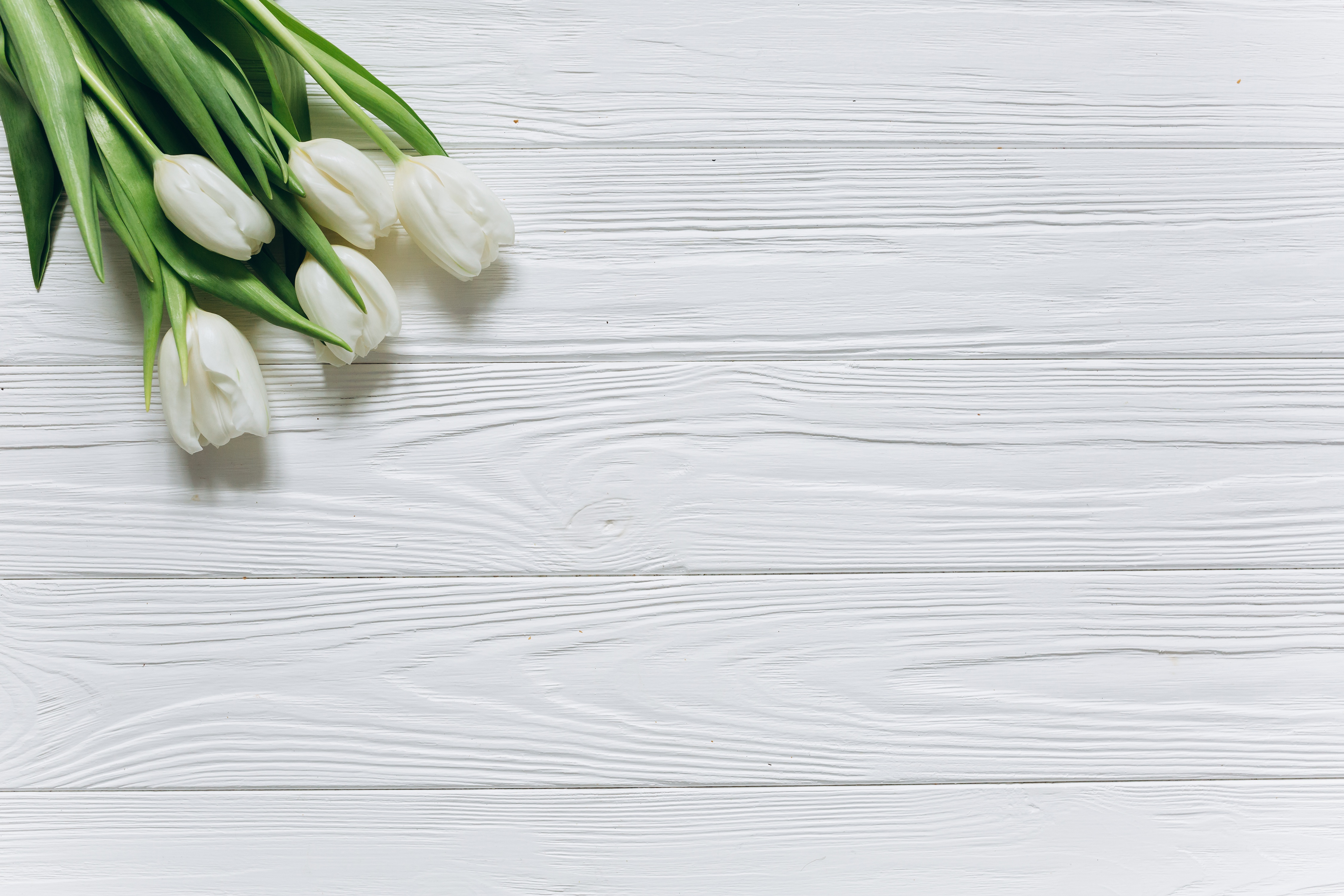 Zastaki.com - Белые тюльпаны в углу на белом деревянном фоне